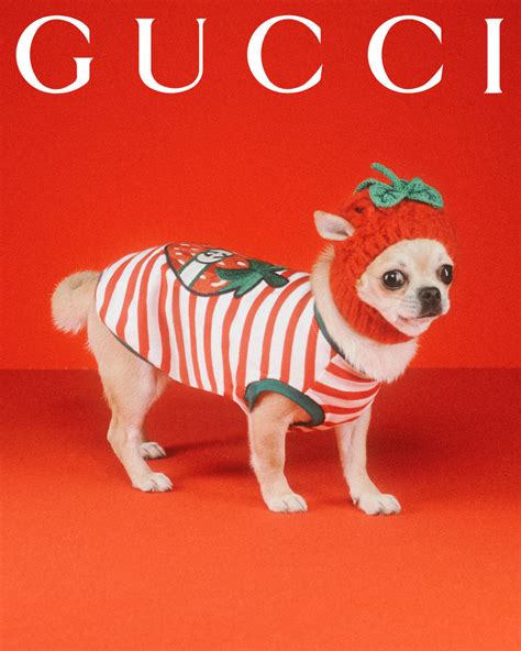 gucci pets print|Gucci pet store.